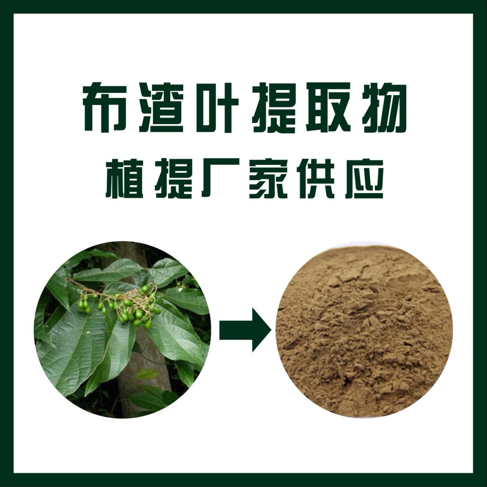 布渣叶提取物 古法智慧与现代科技的绿色交融